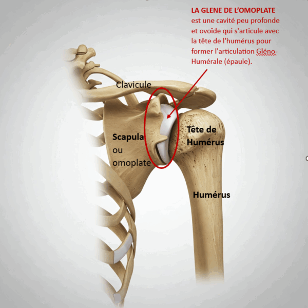 Schéma de l'articulation gléno-humérale de l'épaule avec reliefs osseux